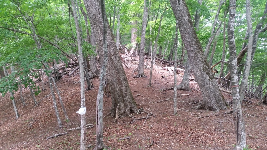 f:id:Blogger004:20181230224029j:plain f:id:Blogger004:20181230224029j:plain