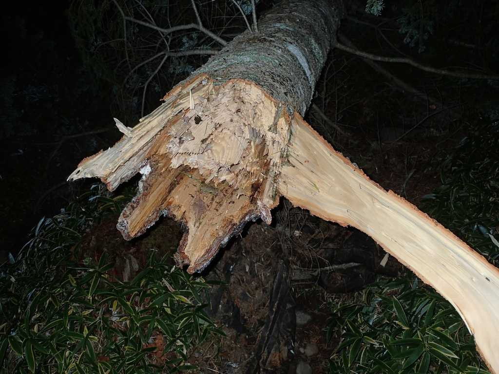 f:id:Blogger004:20181230231802j:plain f:id:Blogger004:20181230231802j:plain