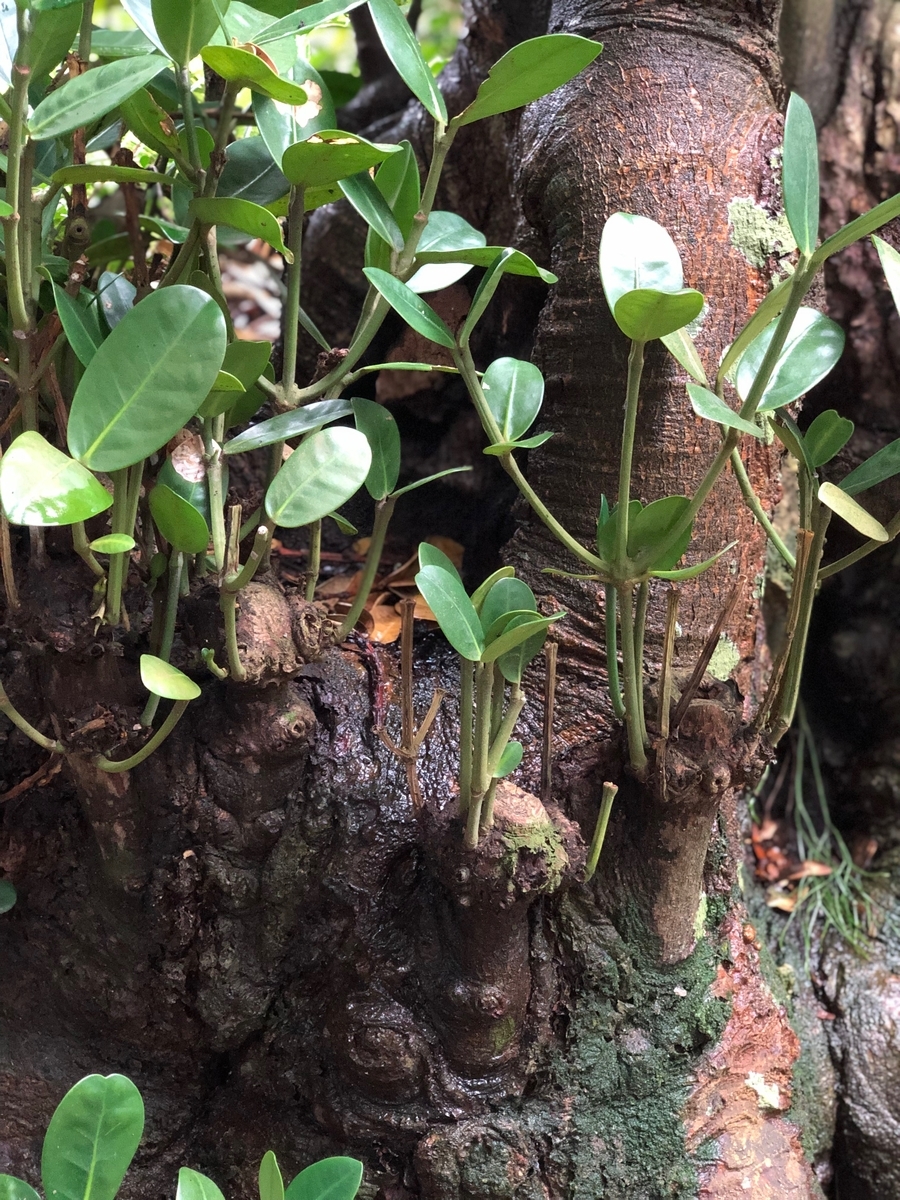 f:id:Blue-J:20190331182100j:plain f:id:Blue-J:20190331182100j:plain