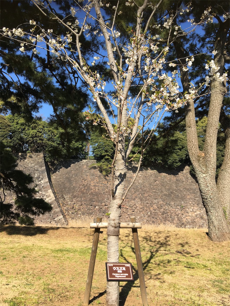 f:id:BlueDog:20190405074319j:image