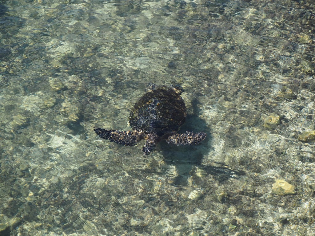 f:id:BlueDog:20190603075906j:image f:id:BlueDog:20190603075906j:image