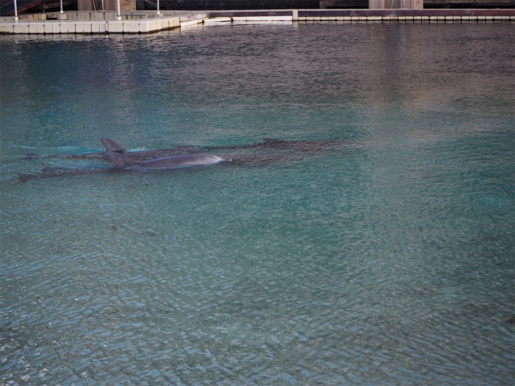 f:id:BlueDog:20190603075910j:image f:id:BlueDog:20190603075910j:image