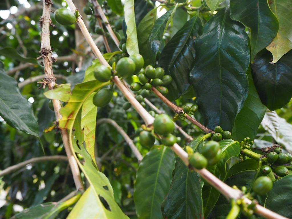 f:id:BlueDog:20190604173925j:image f:id:BlueDog:20190604173925j:image