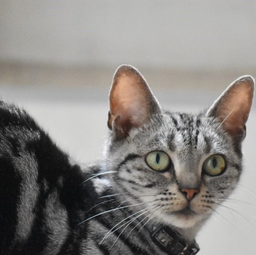 f:id:BlueTech:20200906200509j:plain