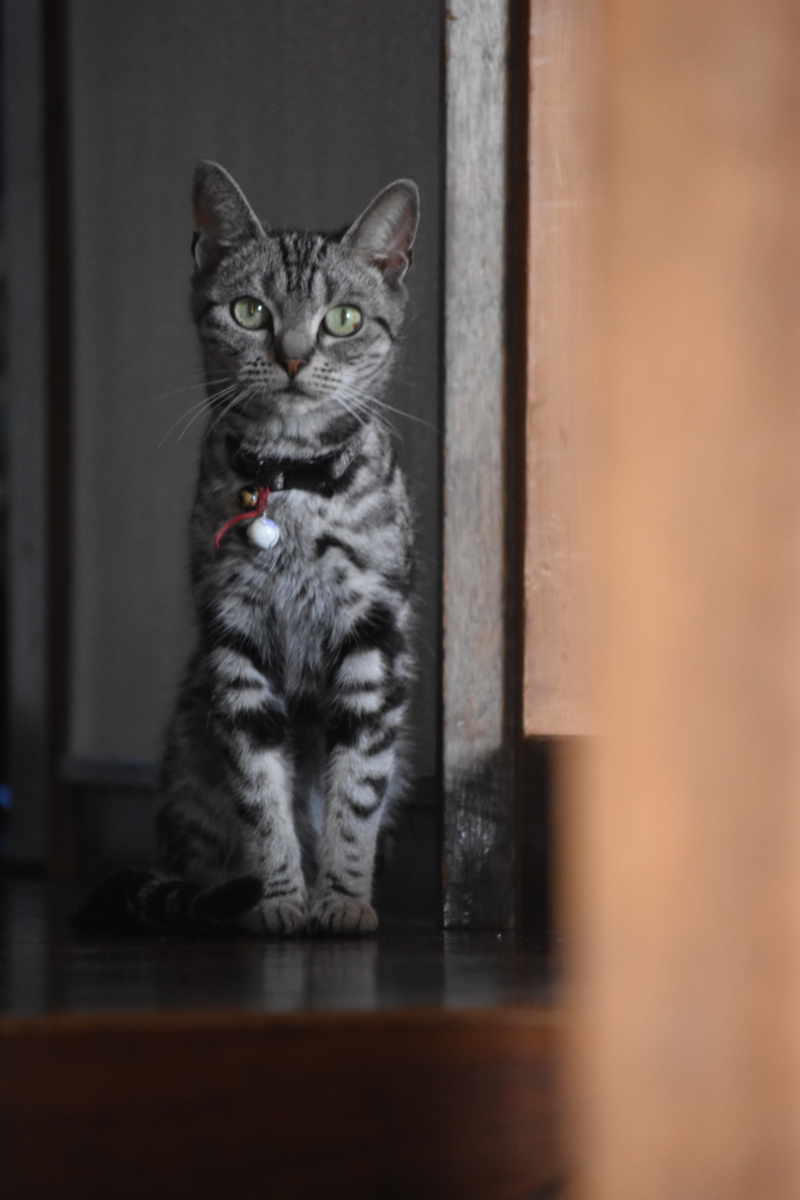 f:id:BlueTech:20200906200832j:plain