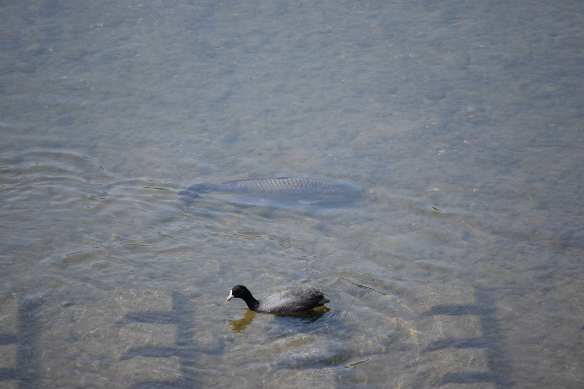 f:id:BlueTech:20200906202231j:plain