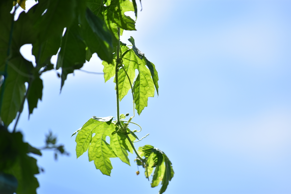 f:id:BlueTech:20200906202513j:plain