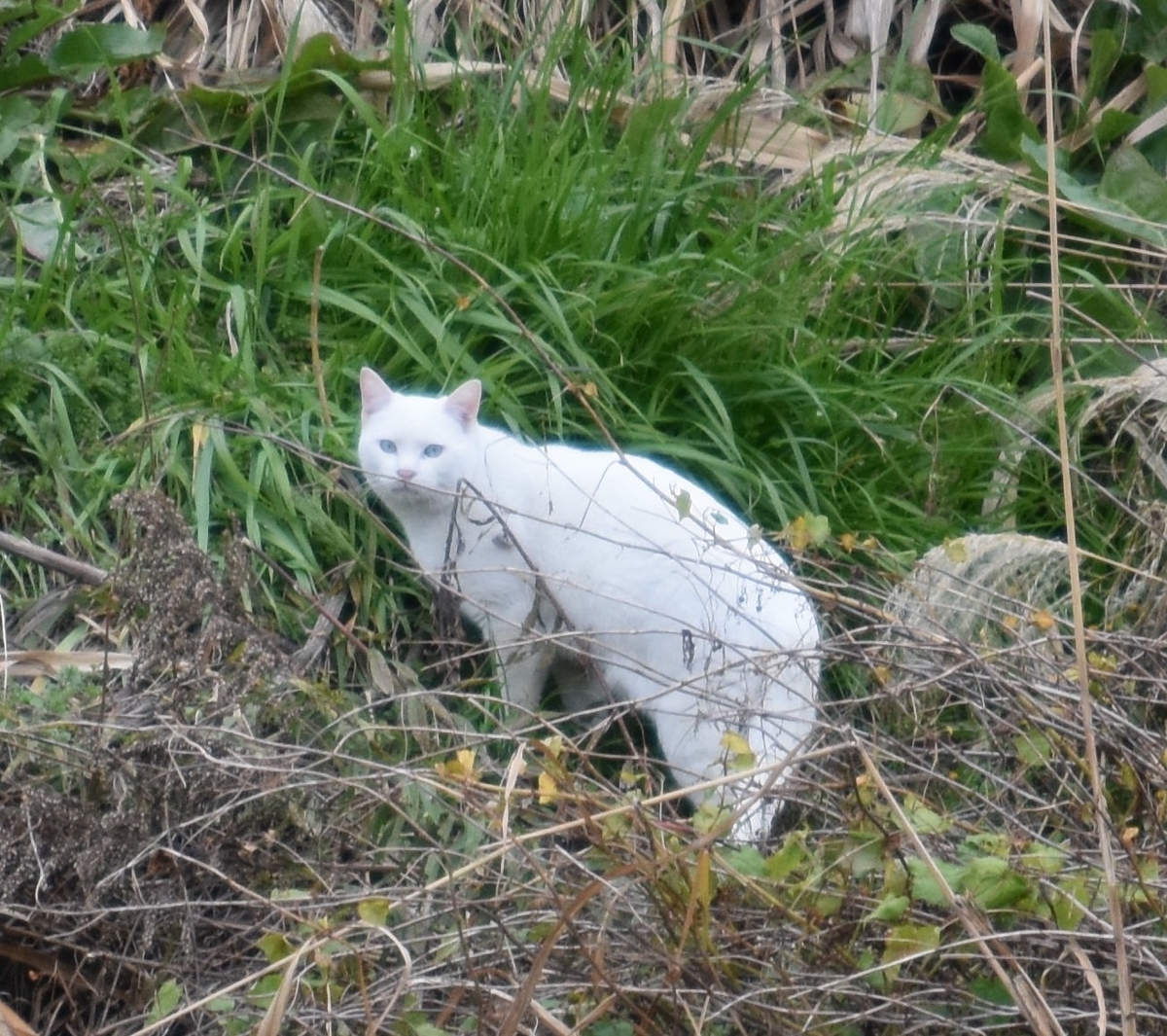 f:id:BlueTech:20200907182502j:plain