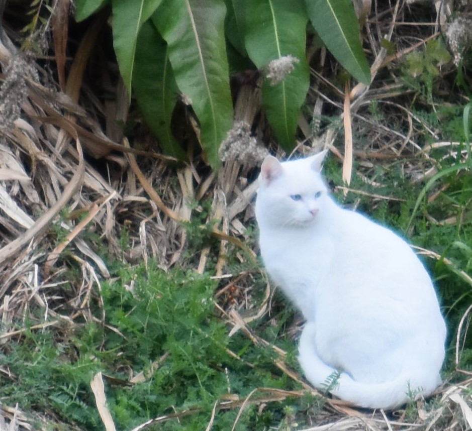 f:id:BlueTech:20200907184003j:plain