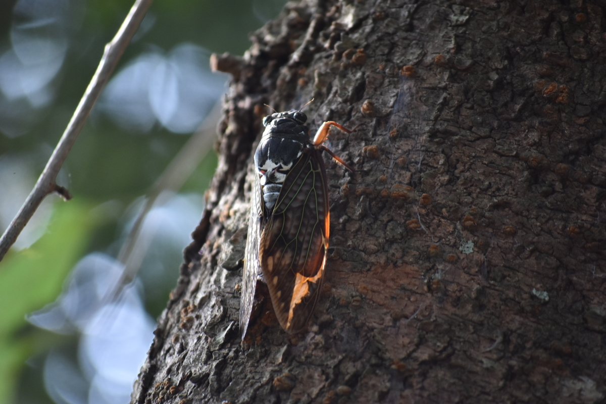 f:id:BlueTech:20200907184635j:plain