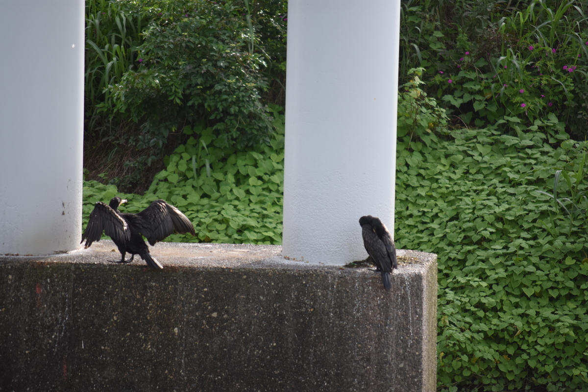 f:id:BlueTech:20200907184718j:plain