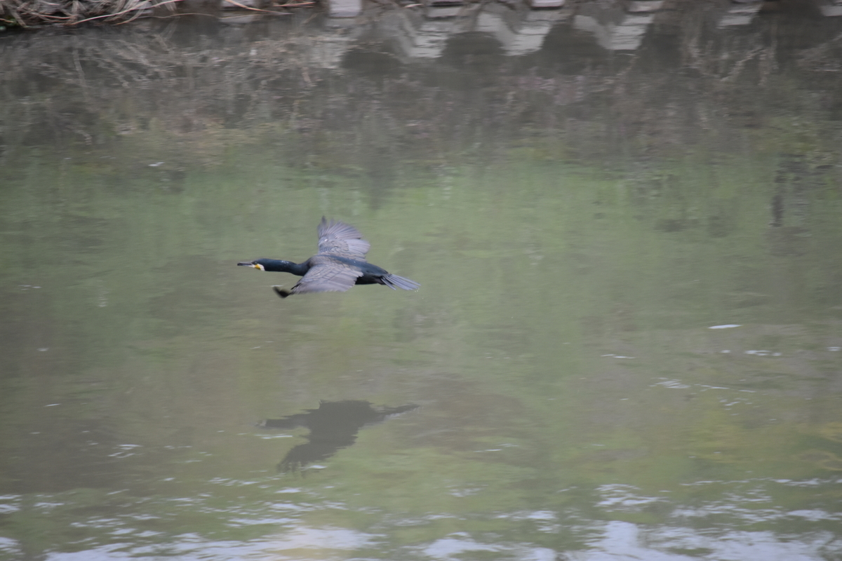 f:id:BlueTech:20200907184820j:plain