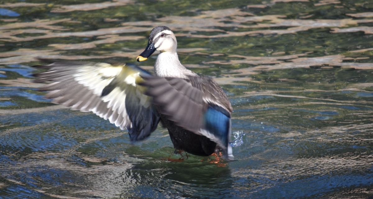 f:id:BlueTech:20200907195022j:plain