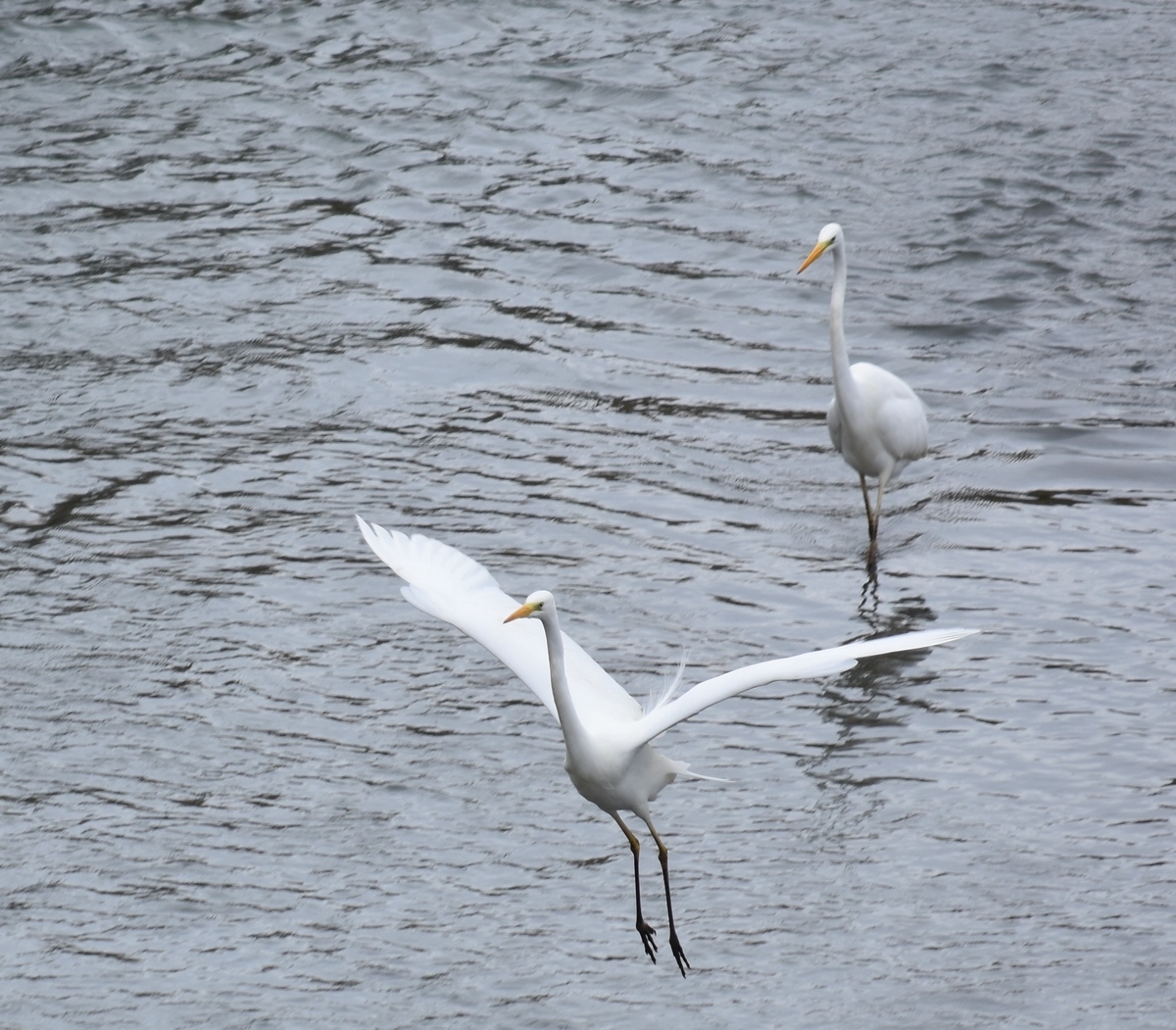 鳥 ~サギ・さぎ・鷺~ - Blog キリトル. Photo