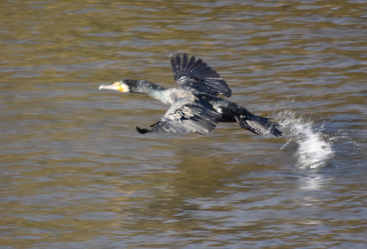 f:id:BlueTech:20200907200337j:plain