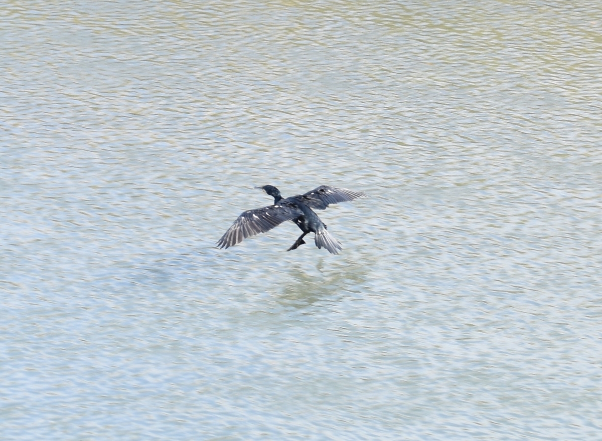 f:id:BlueTech:20200907200605j:plain