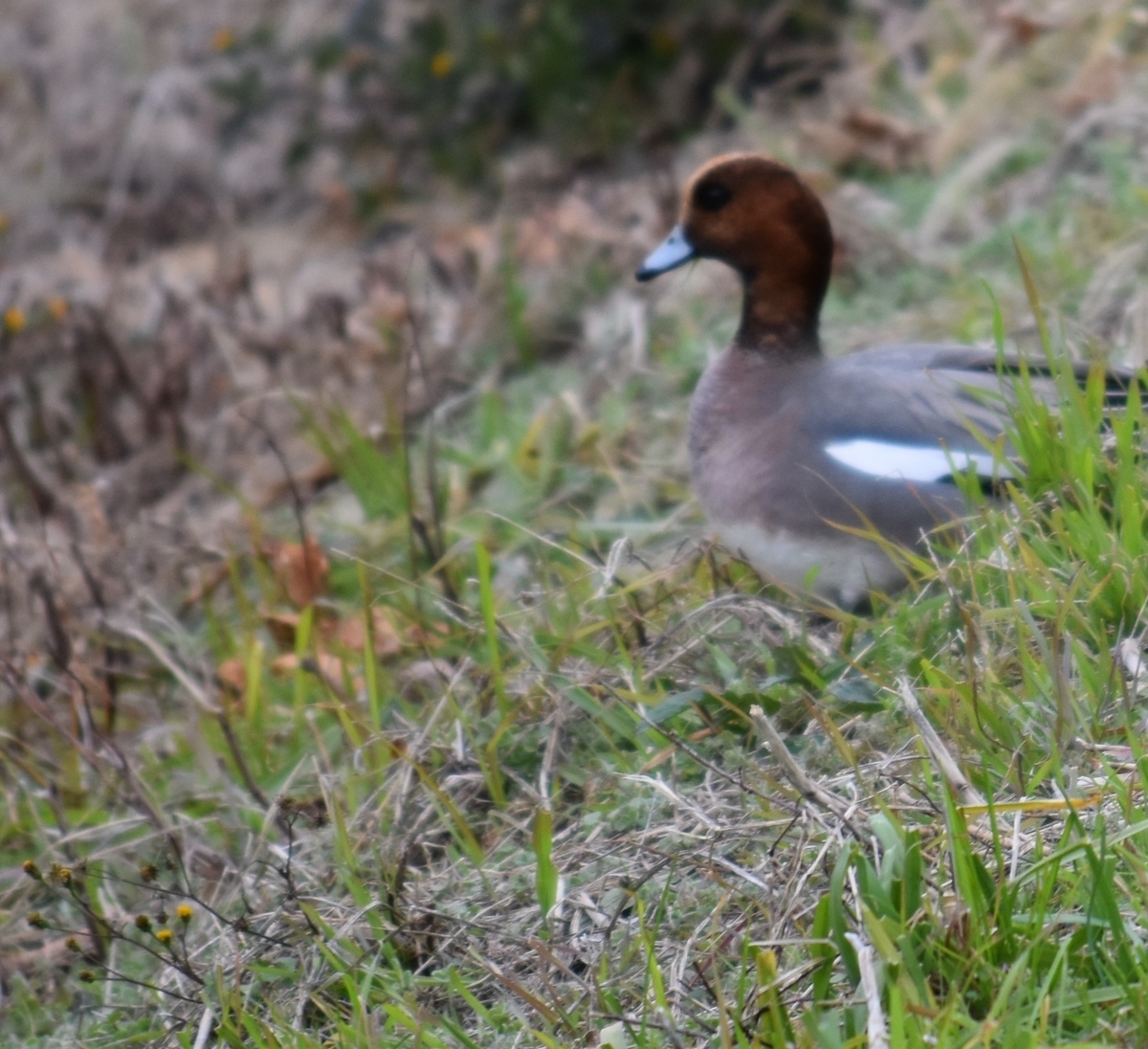 f:id:BlueTech:20200907201206j:plain