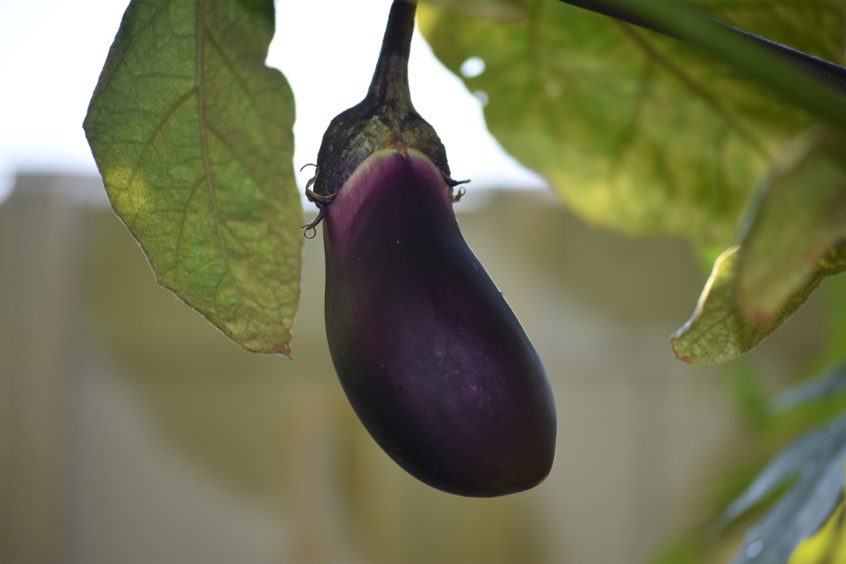 f:id:BlueTech:20200907201954j:plain