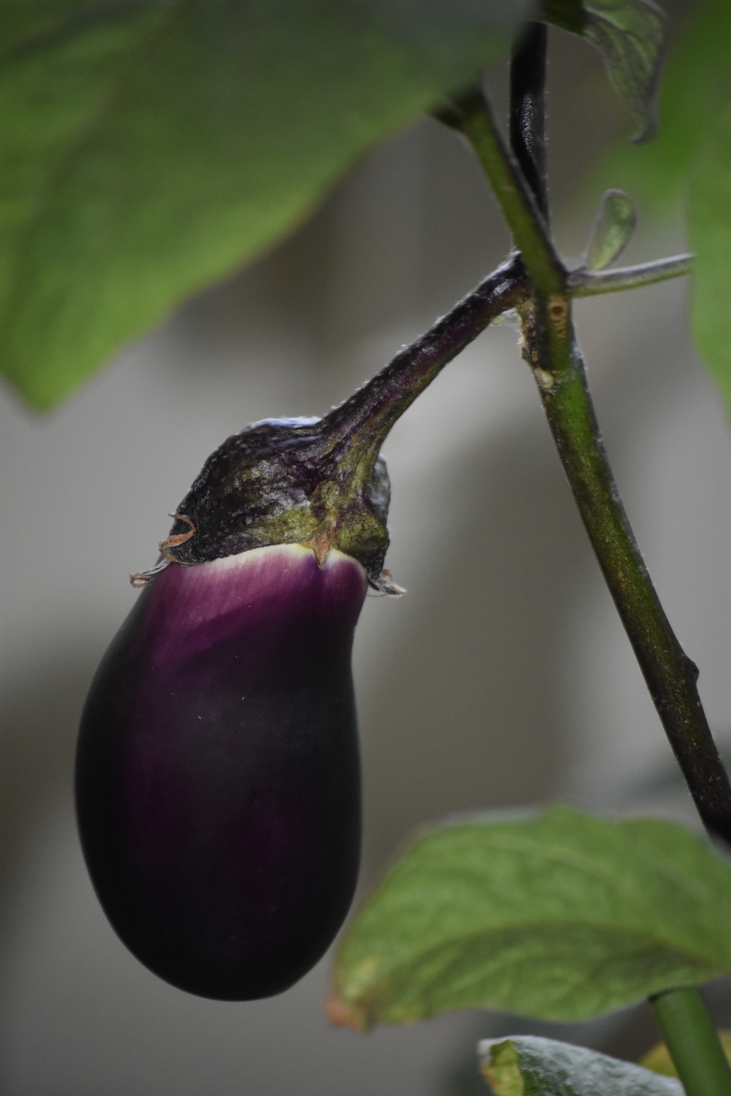 f:id:BlueTech:20200907202015j:plain