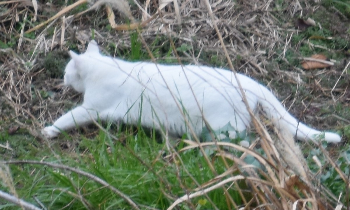 f:id:BlueTech:20200908064931j:plain