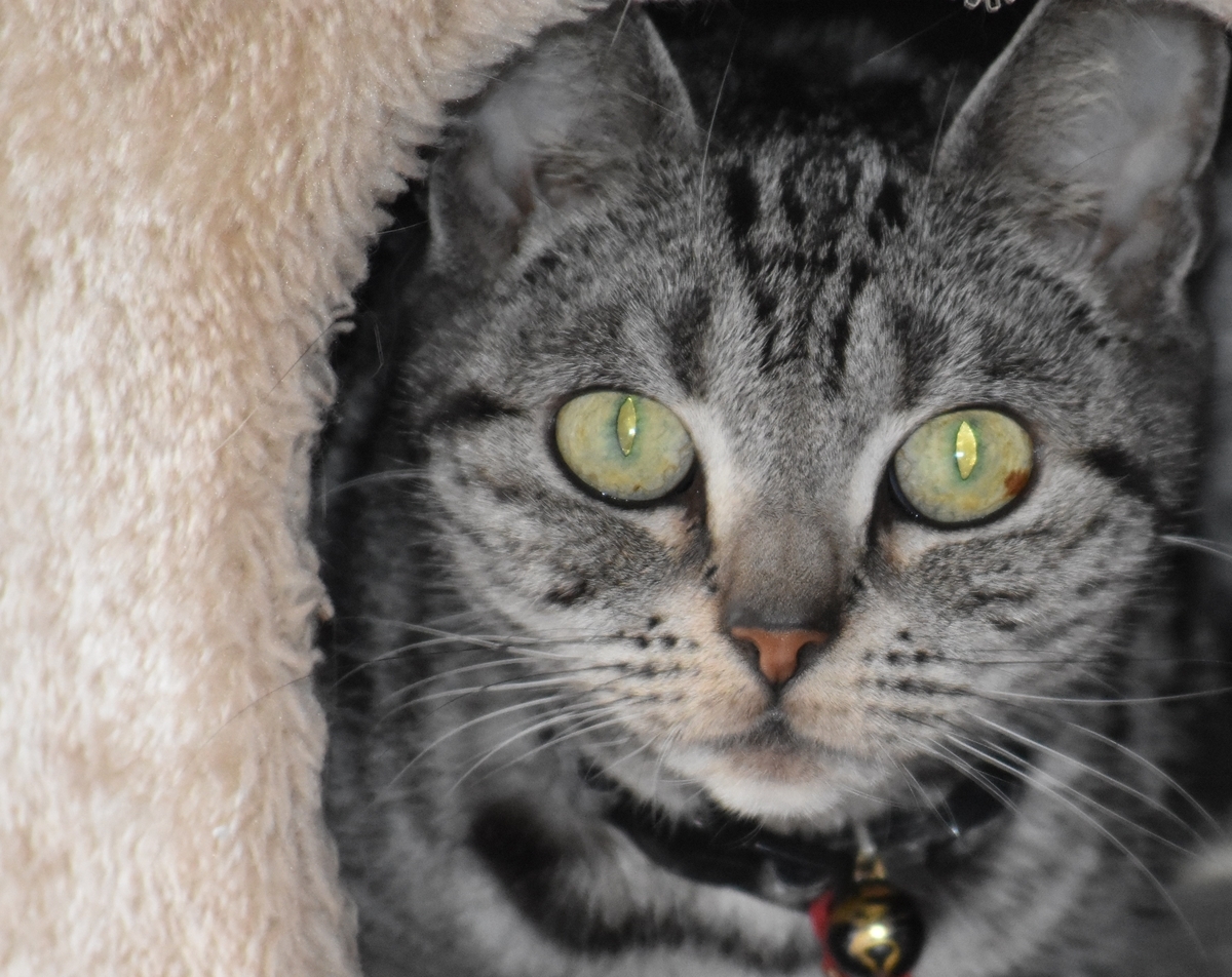 f:id:BlueTech:20200908075412j:plain