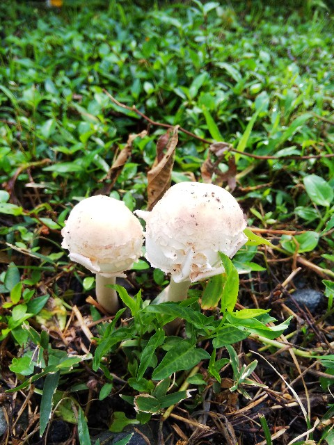 f:id:BlueTech:20200911064516j:plain