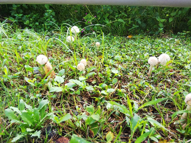 f:id:BlueTech:20200911064524j:plain