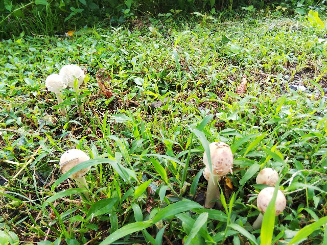 f:id:BlueTech:20200911064533j:plain