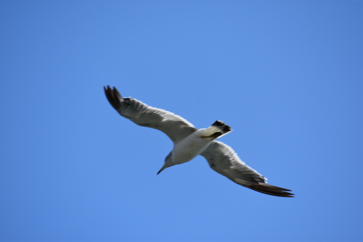 f:id:BlueTech:20200913111948j:plain