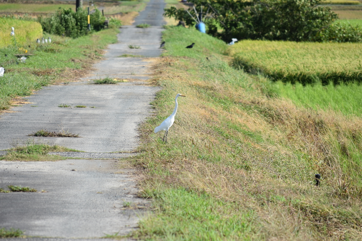 f:id:BlueTech:20200919191727j:plain