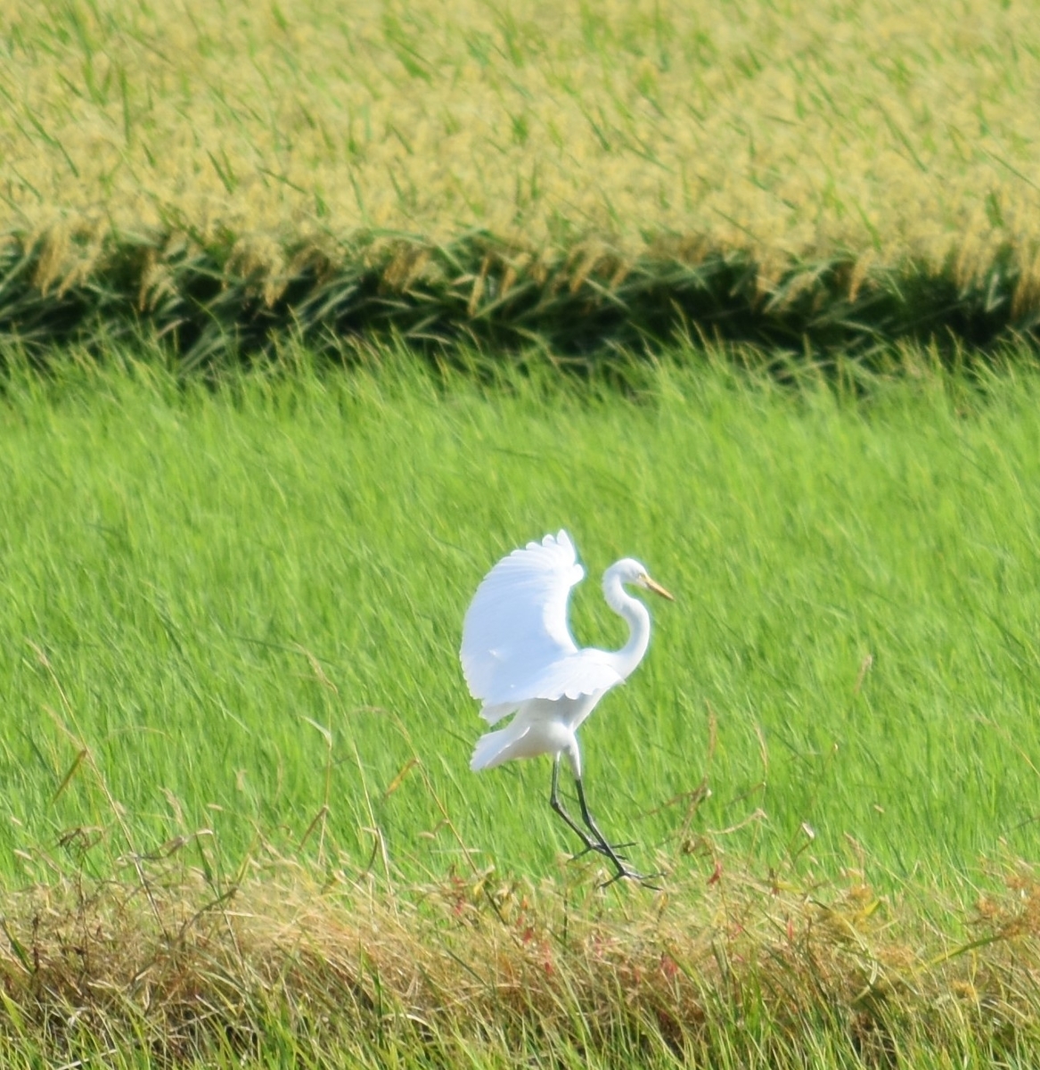 f:id:BlueTech:20200919191803j:plain