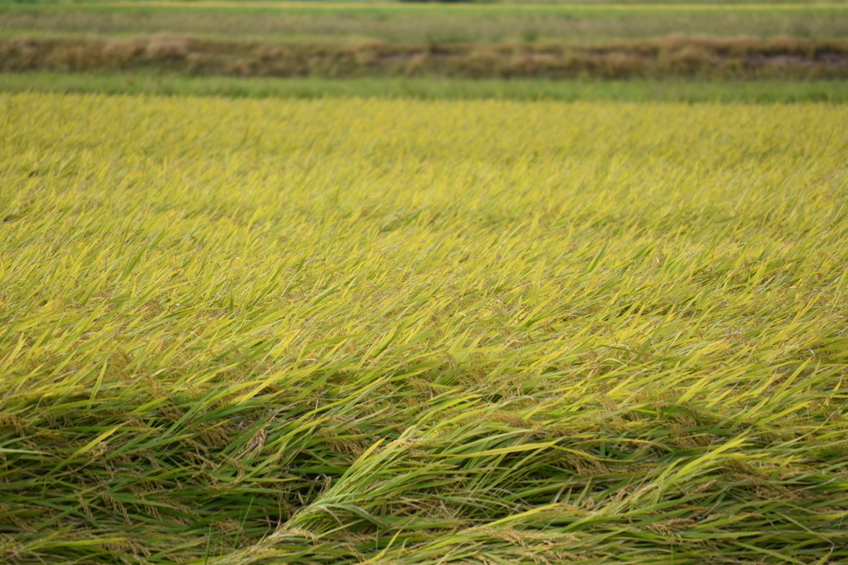 f:id:BlueTech:20200919192020j:plain