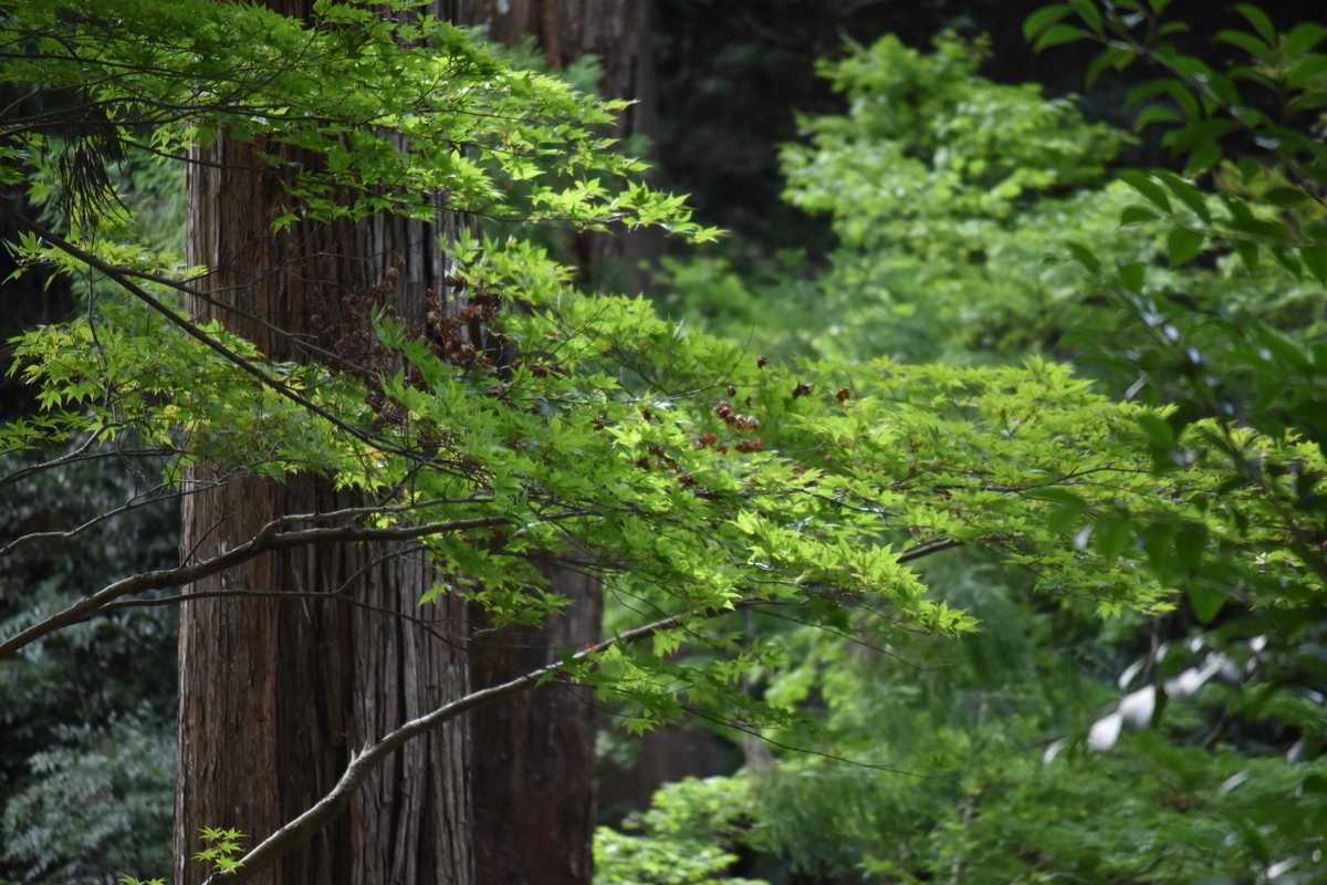 f:id:BlueTech:20200919195442j:plain