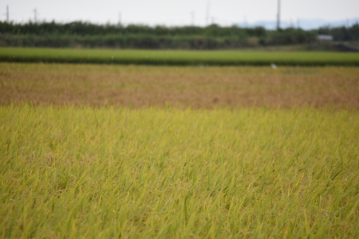 f:id:BlueTech:20200920190532j:plain