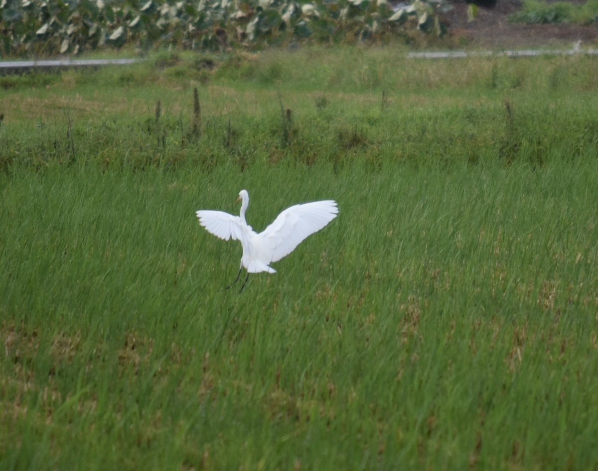 f:id:BlueTech:20200920190540j:plain