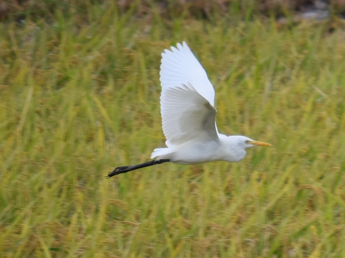 f:id:BlueTech:20200920190556j:plain