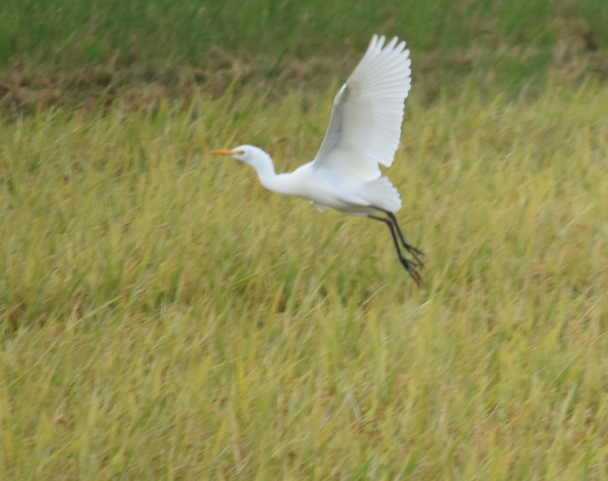 f:id:BlueTech:20200920190623j:plain