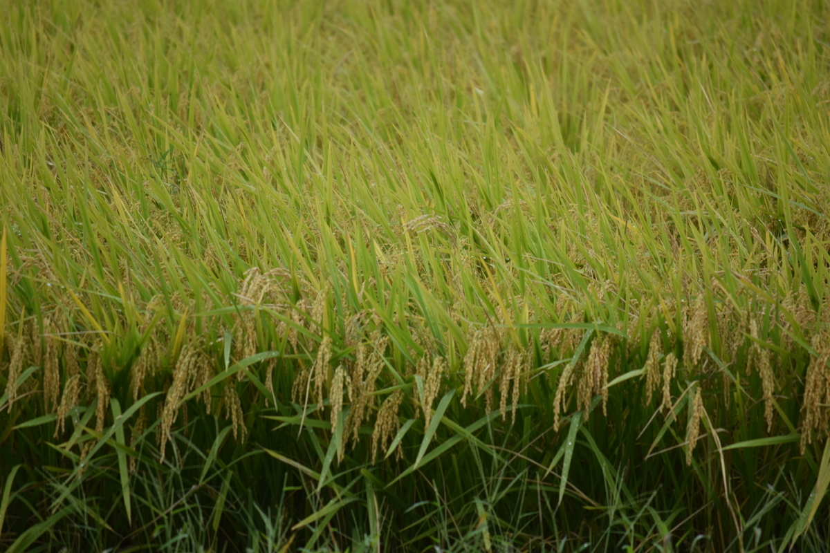 f:id:BlueTech:20200920190712j:plain