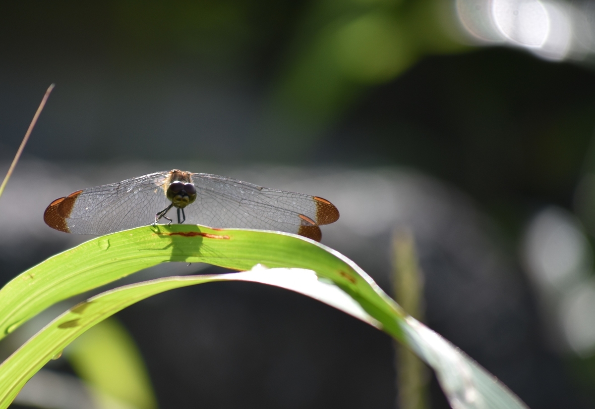 f:id:BlueTech:20200930183948j:plain