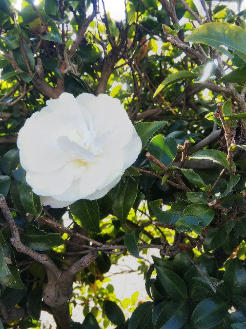 f:id:BlueTech:20201213112108j:plain