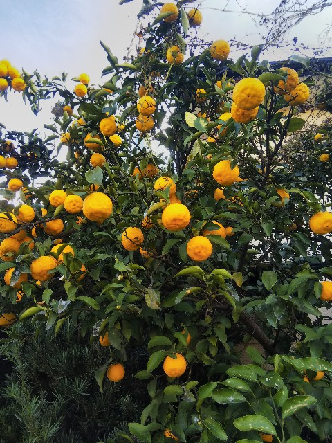 f:id:BlueTech:20201215180033j:plain