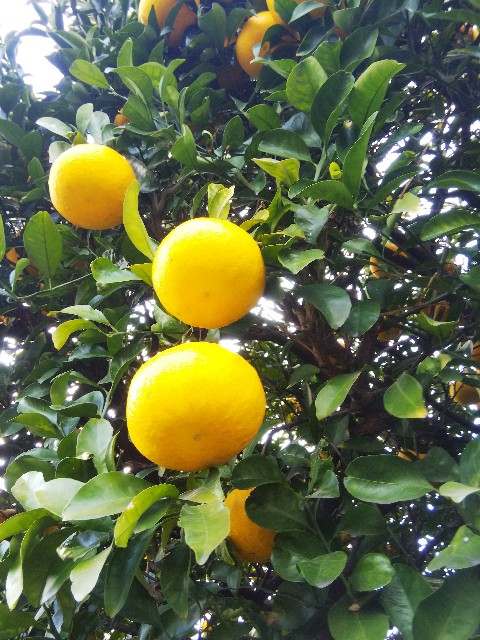 f:id:BlueTech:20201215180057j:plain