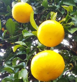 f:id:BlueTech:20201215180114j:plain