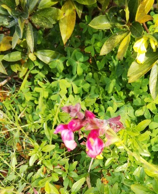 f:id:BlueTech:20201219121123j:plain