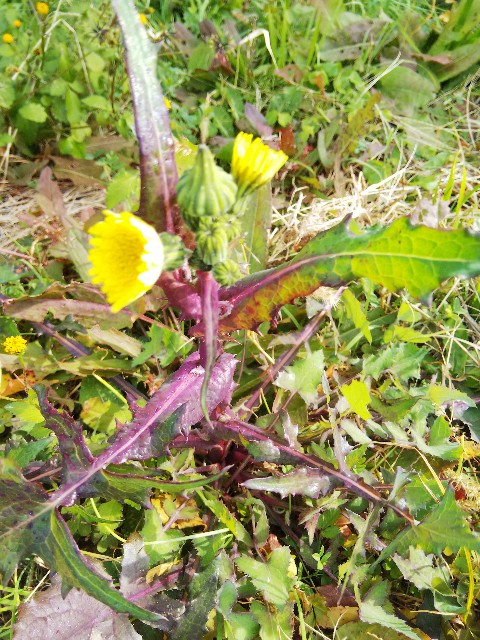 f:id:BlueTech:20201219121147j:plain