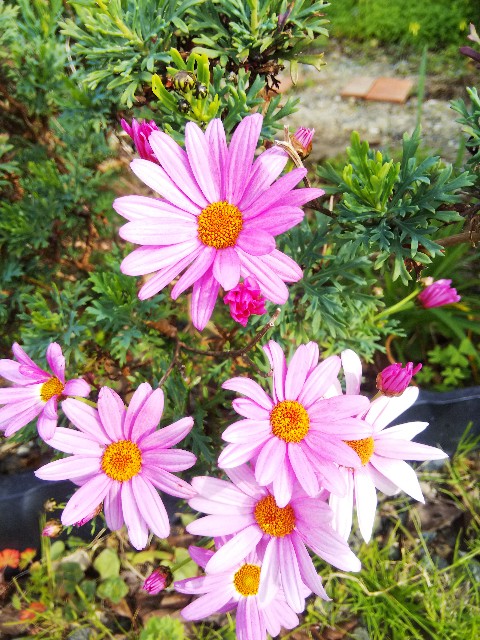 f:id:BlueTech:20201219121151j:plain