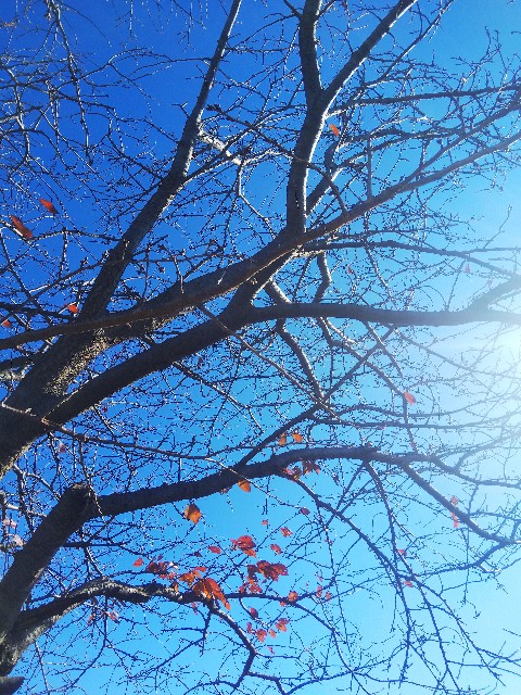 f:id:BlueTech:20201223112105j:plain