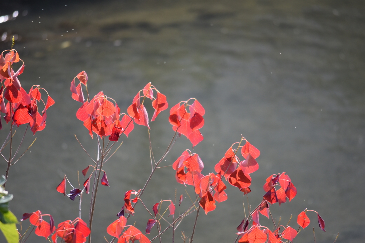 f:id:BlueTech:20210102212624j:plain