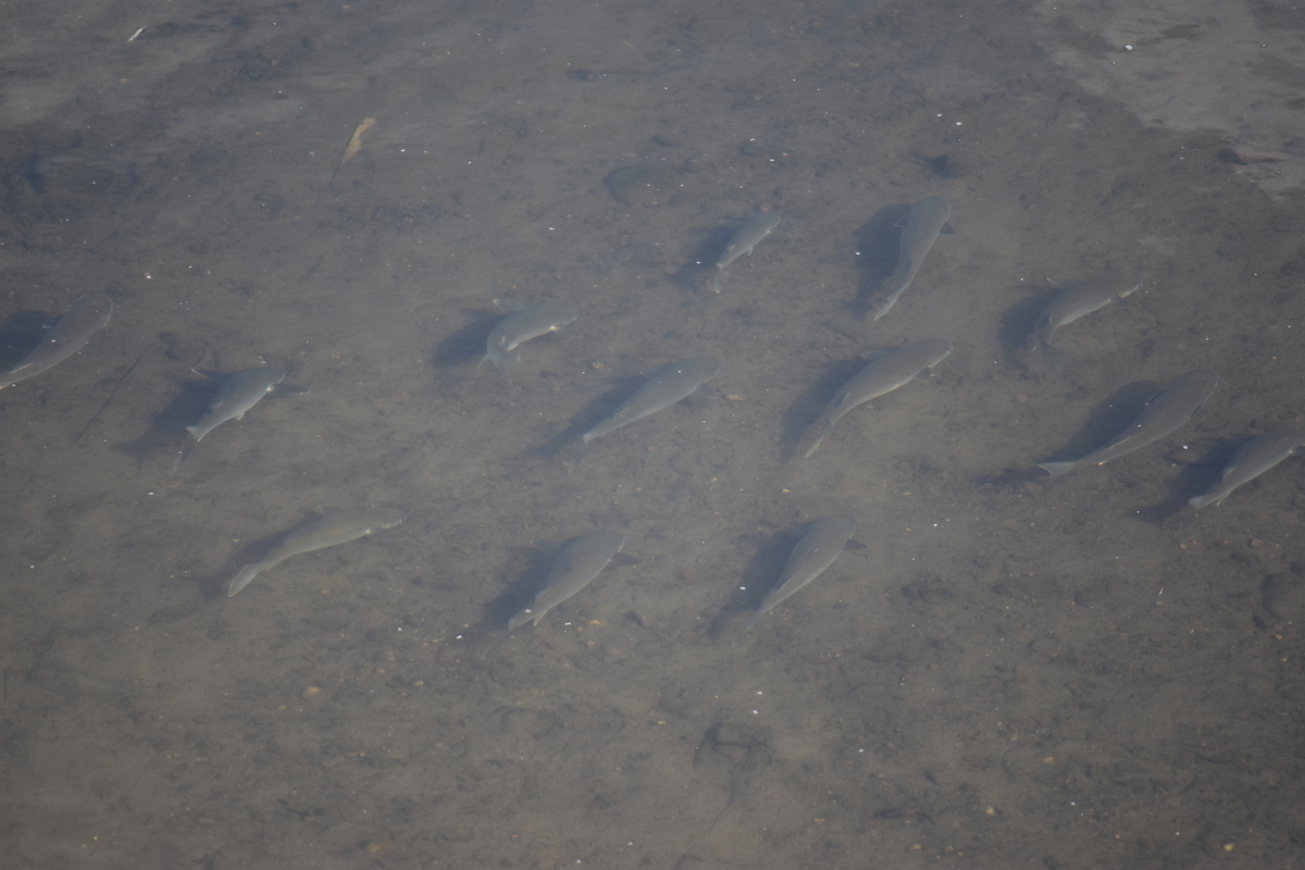 f:id:BlueTech:20210102212632j:plain