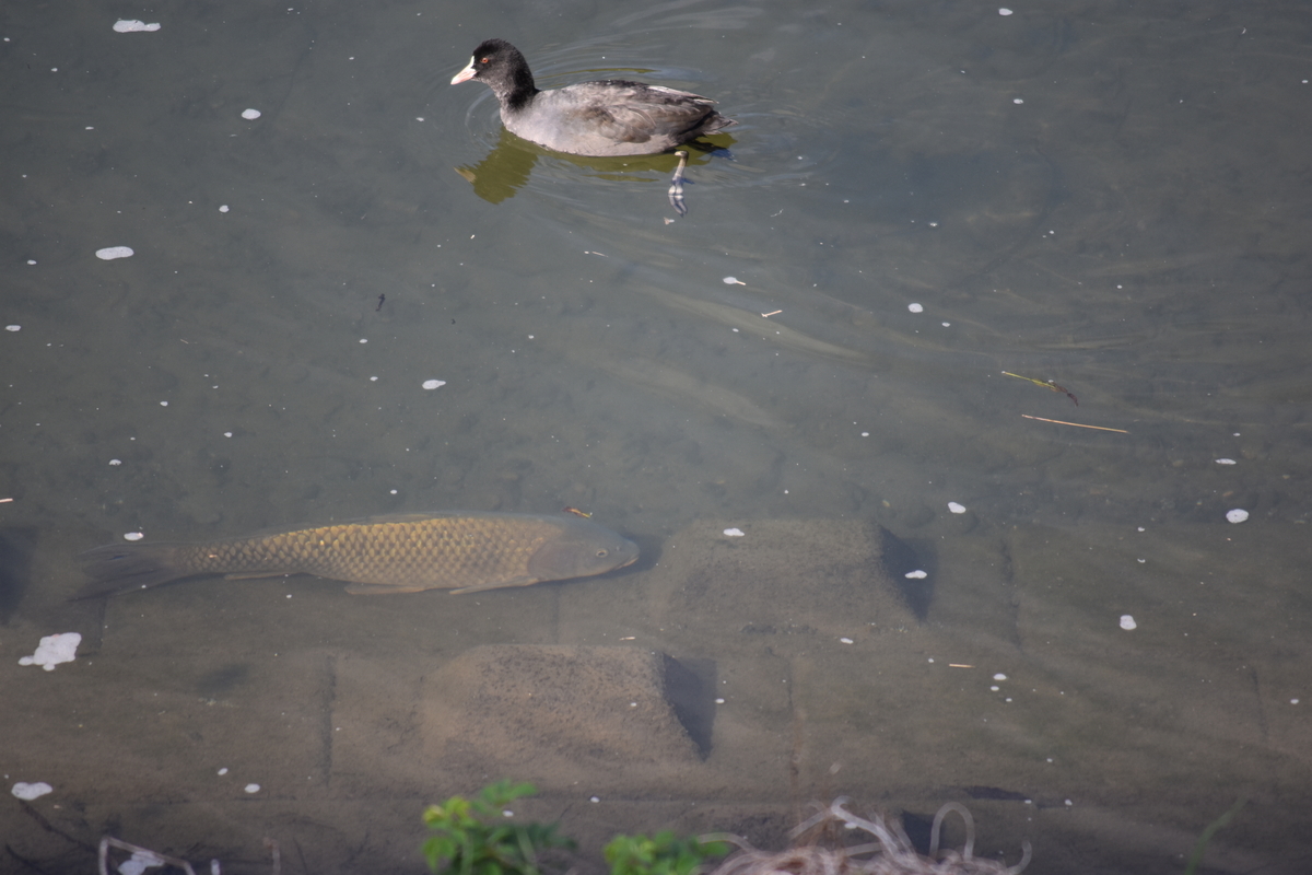 f:id:BlueTech:20210102212645j:plain